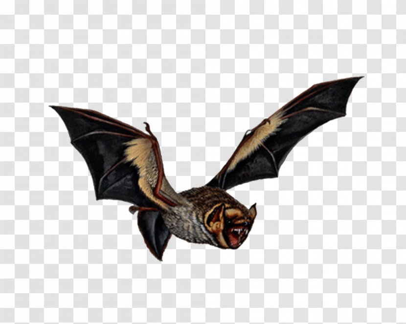 Vampire Bat Bird Art Transparent PNG