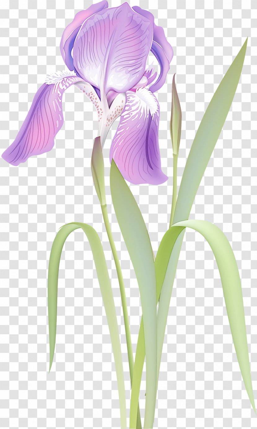 Flower Flowering Plant Violet Purple - Orris Root Cut Flowers Transparent PNG