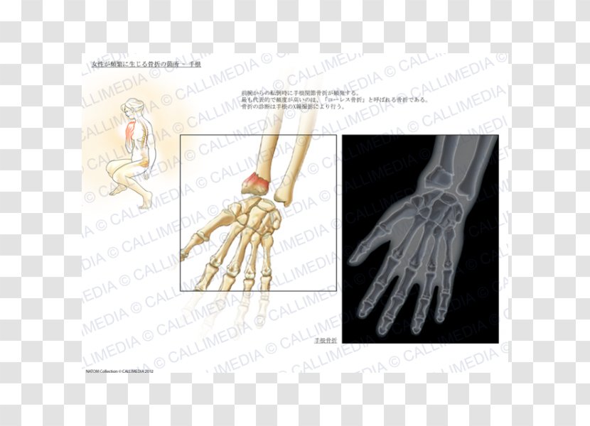 Thumb Product Design Hand Model Human Transparent PNG