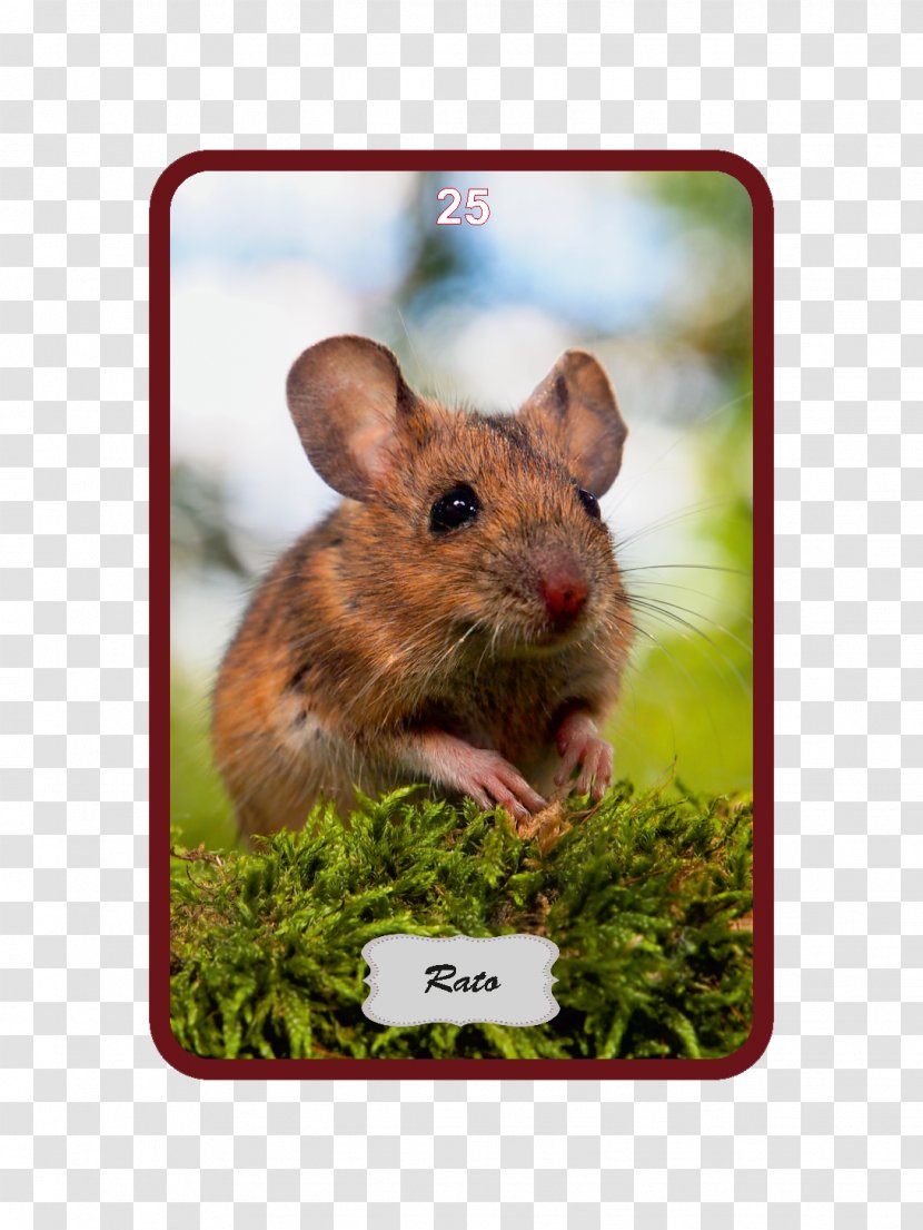 Rat Wood Mouse House - Whiskers Transparent PNG