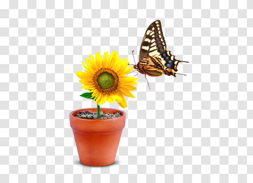 Monarch Butterfly Flowerpot - Cup - Parked In A Pot Of Chrysanthemum Transparent PNG
