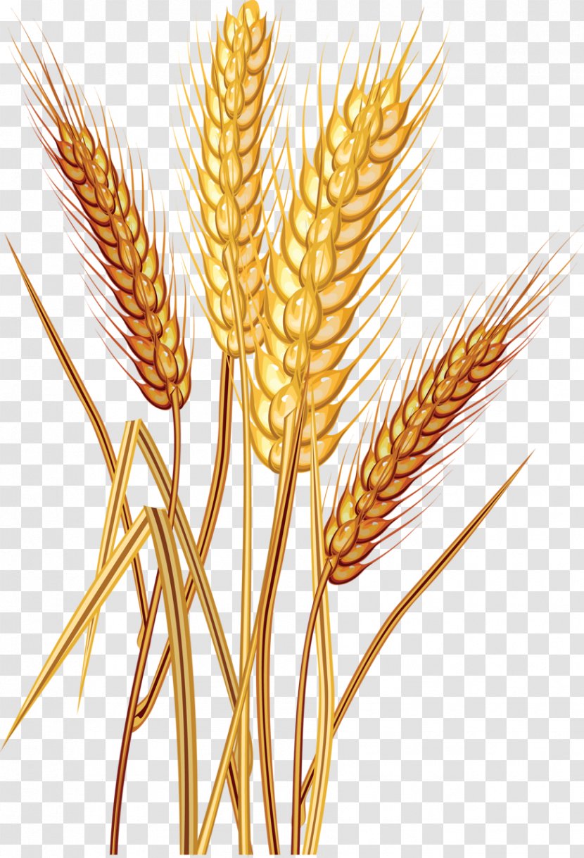 Common Wheat Grain Stock Photography Download Clip Art - Plant Transparent PNG