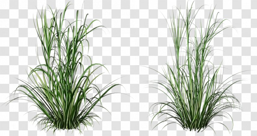 Grass Plant Family Terrestrial Flower - Chives - Chrysopogon Zizanioides Flowering Transparent PNG