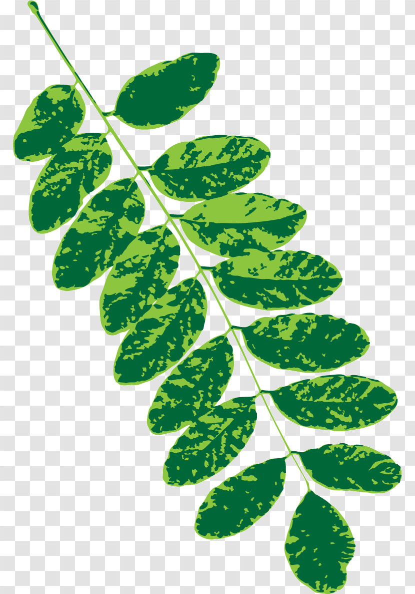 Plant Stem Branch Leaf Subshrub Herbal Medicine Transparent PNG