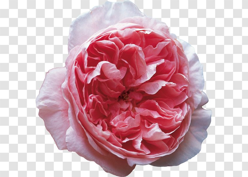 Garden Roses Rosa Chinensis Centifolia Chelsea Flower Show - Rose Family Transparent PNG