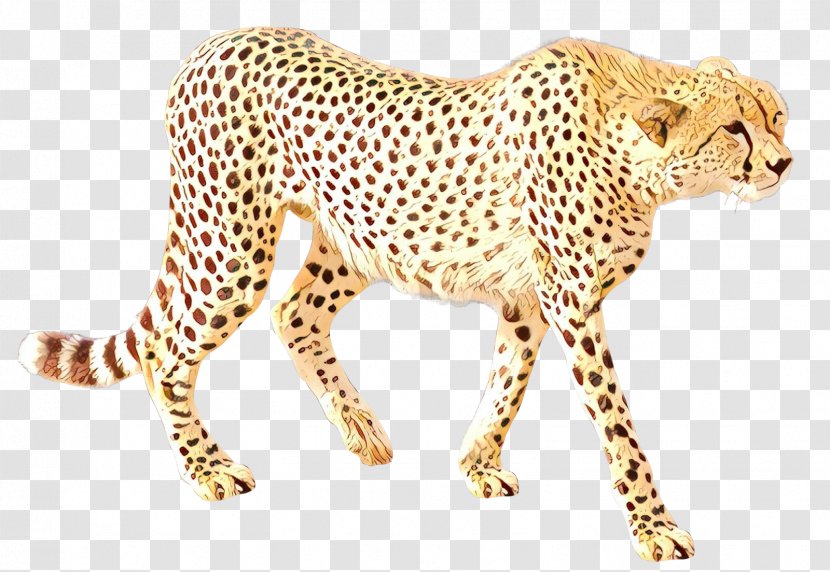 Cheetah Leopard Cat Jaguar Terrestrial Animal - Wildlife - Felidae Transparent PNG