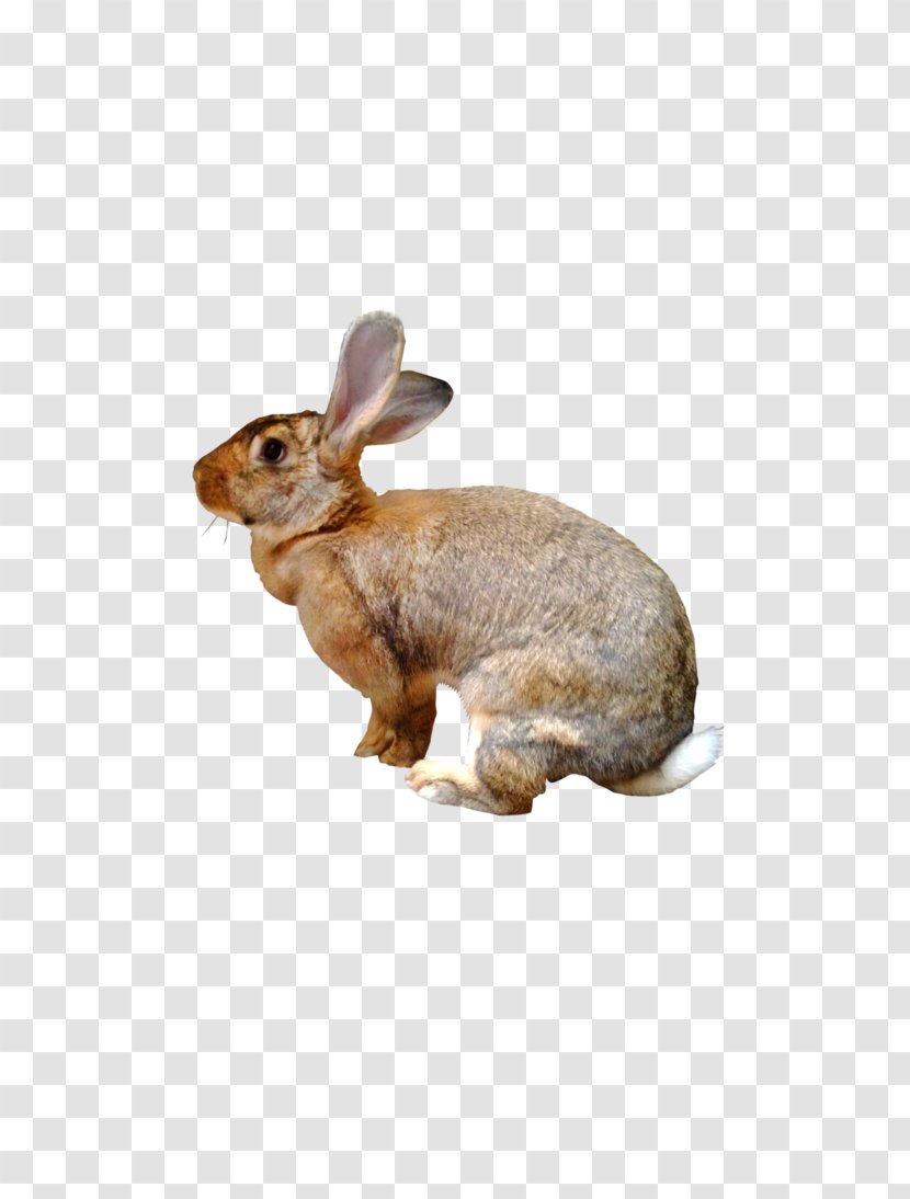 Domestic Rabbit Hare Fauna New England Cottontail - Flower Transparent PNG