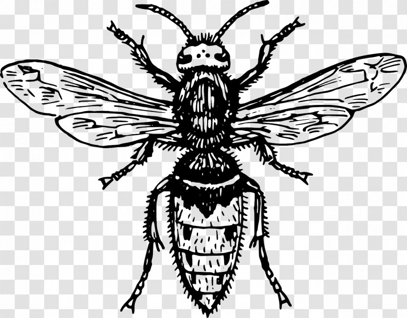 Insect Clip Art - Symmetry - Black And White Bee Transparent PNG