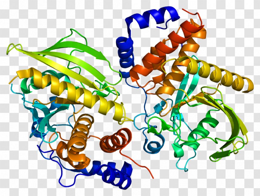 PTPN9 Protein Tyrosine Phosphatase PTPN14 Human - Artwork - Text Transparent PNG