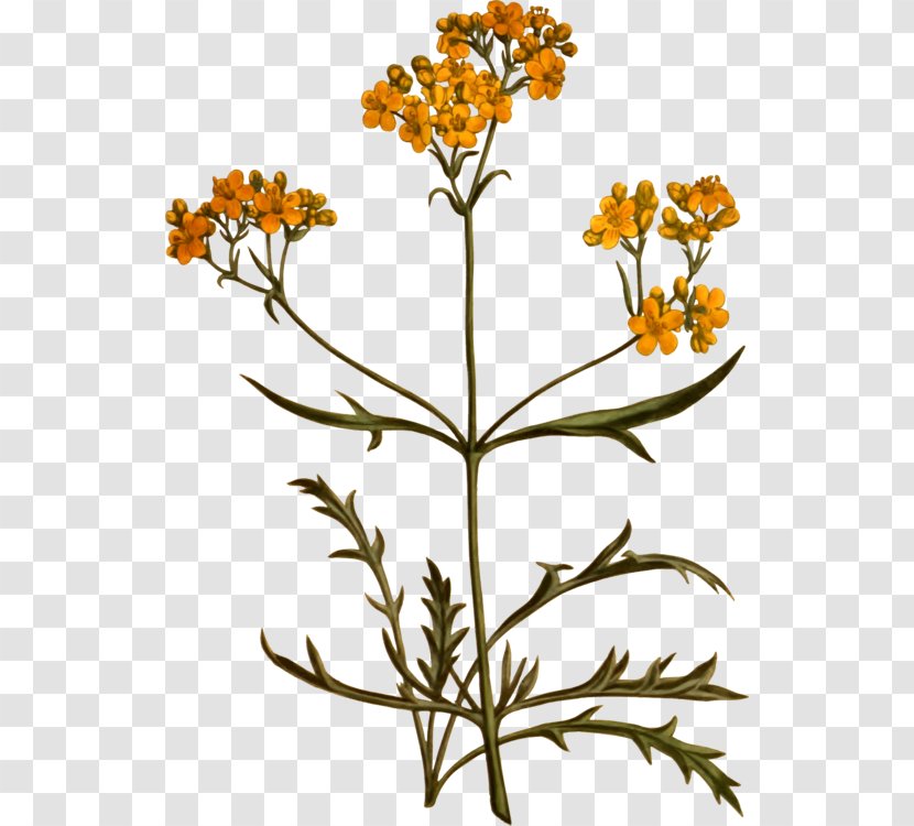 Flower Illustration - Drawing - Herb Tanacetum Balsamita Transparent PNG