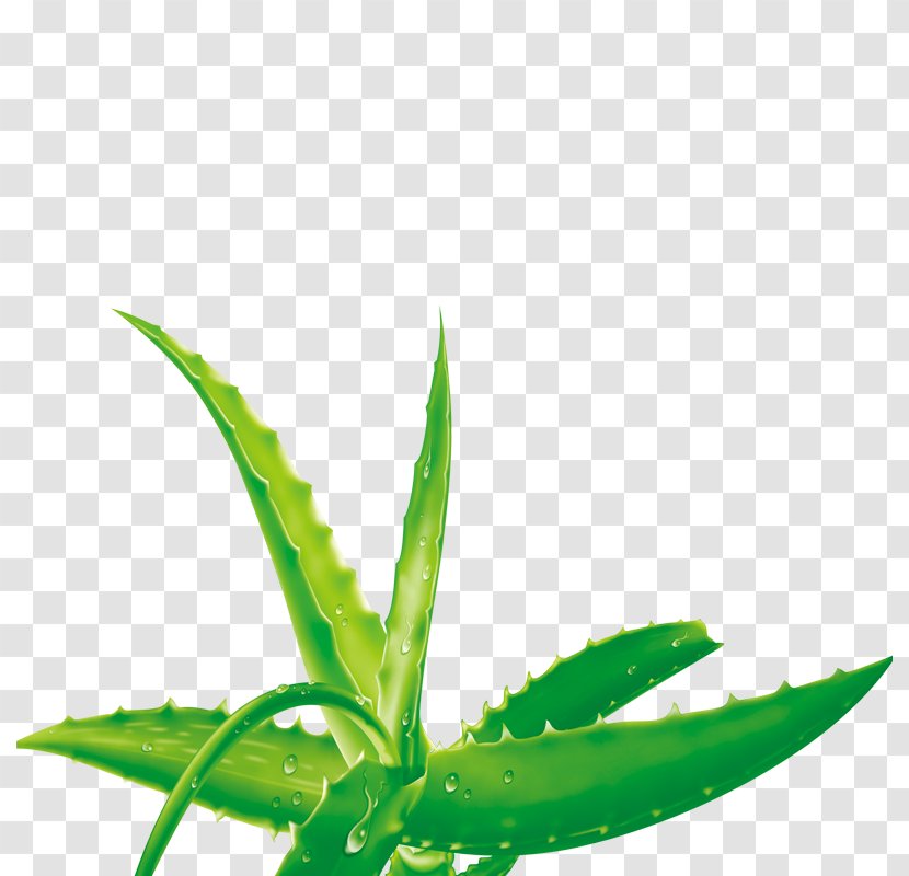 Aloe Vera Euclidean Vector - Grass Transparent PNG