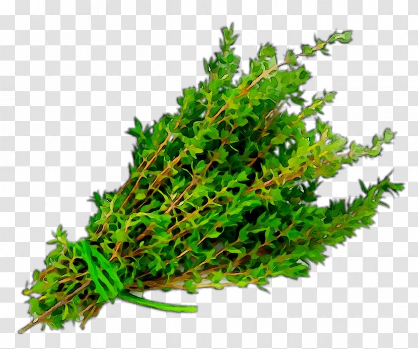 Herb Garden Thyme Watercress Pinene - Peppermint - Leaf Transparent PNG