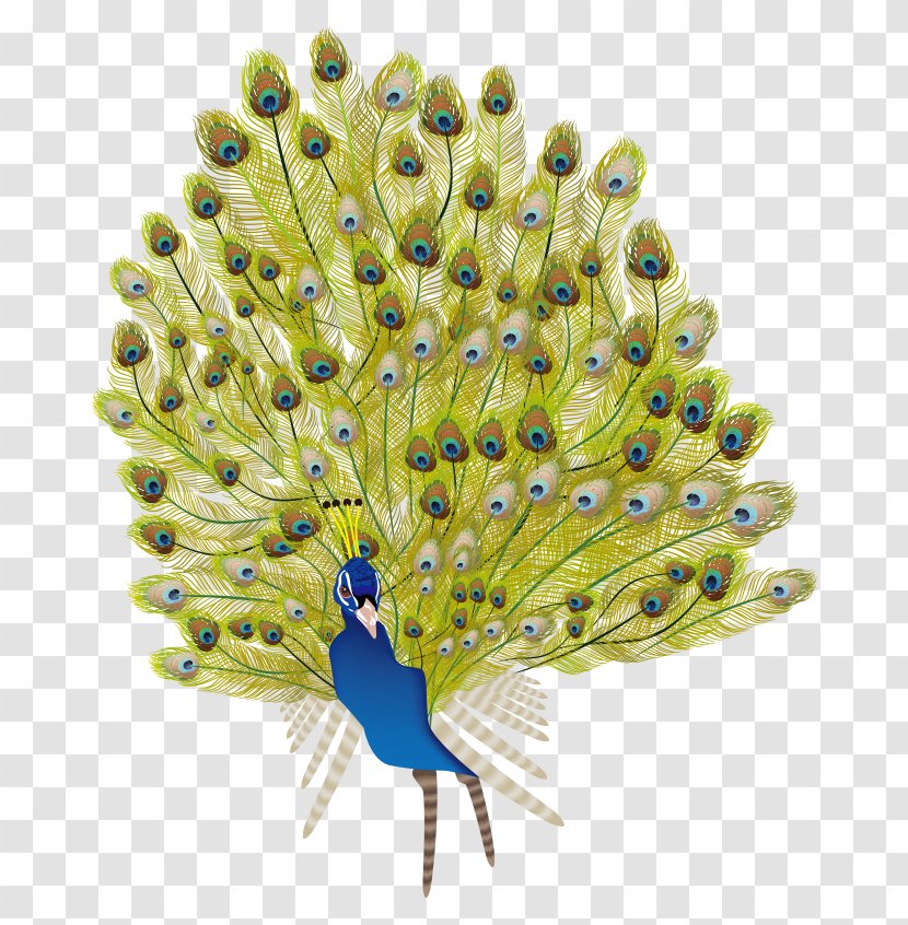 Feather Peafowl - Peacock Open Screen Transparent PNG