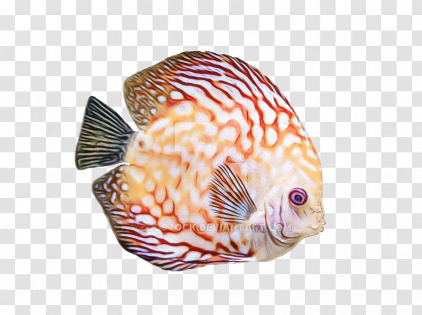 Fish Marine Biology Lionfish Transparent PNG