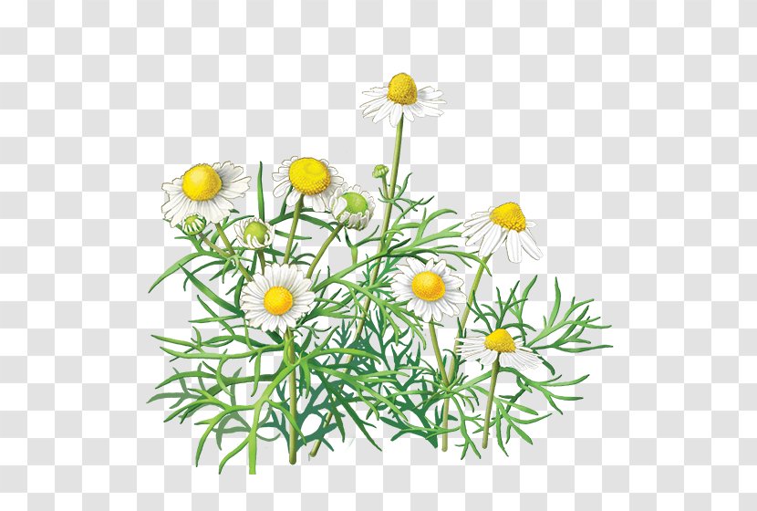 Chamomile Flower - Wildflower - Camomile Image Transparent PNG