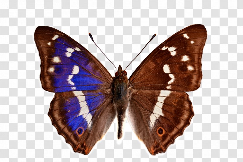 Butterfly Lesser Purple Emperor Butterflies & Insects - Apatura Transparent PNG