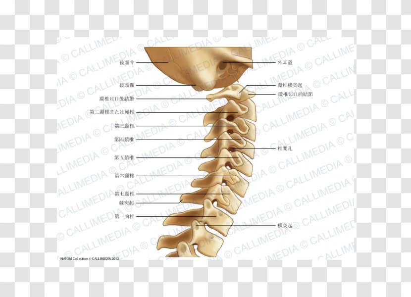 Cervical Vertebrae Vertebral Column Anatomy Neck Pain Atlas - Silhouette - Vertebra Transparent PNG