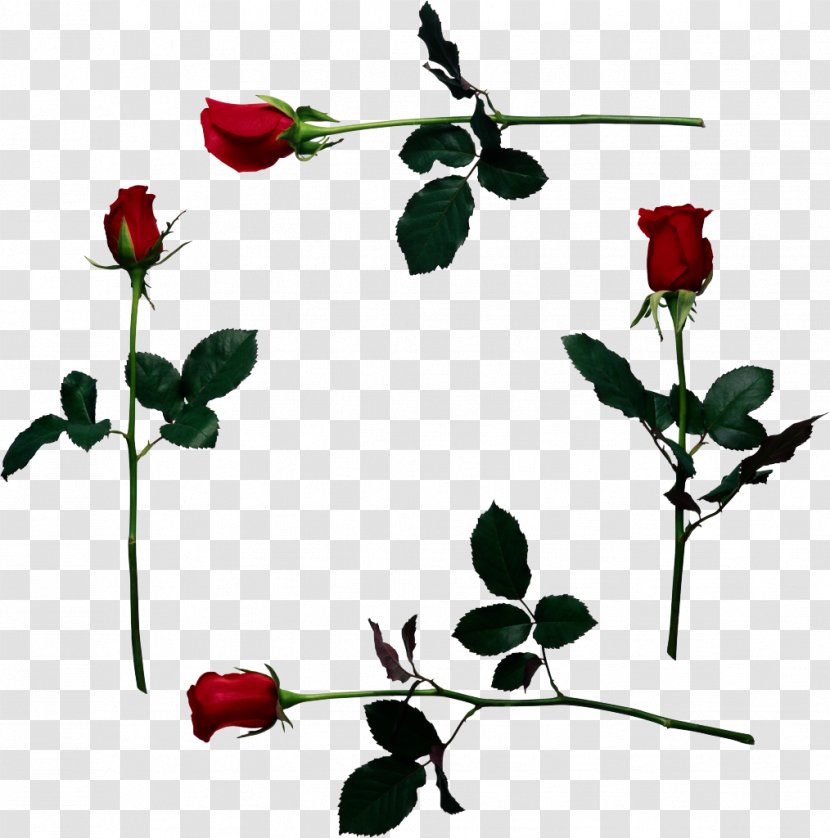 YouTube Stock Photography Clip Art - Flower - Red Rose Border Transparent PNG