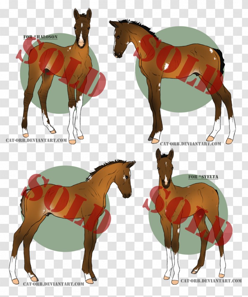 Foal Mule Mare Stallion Mustang - Pack Animal - SOLD OUT Transparent PNG
