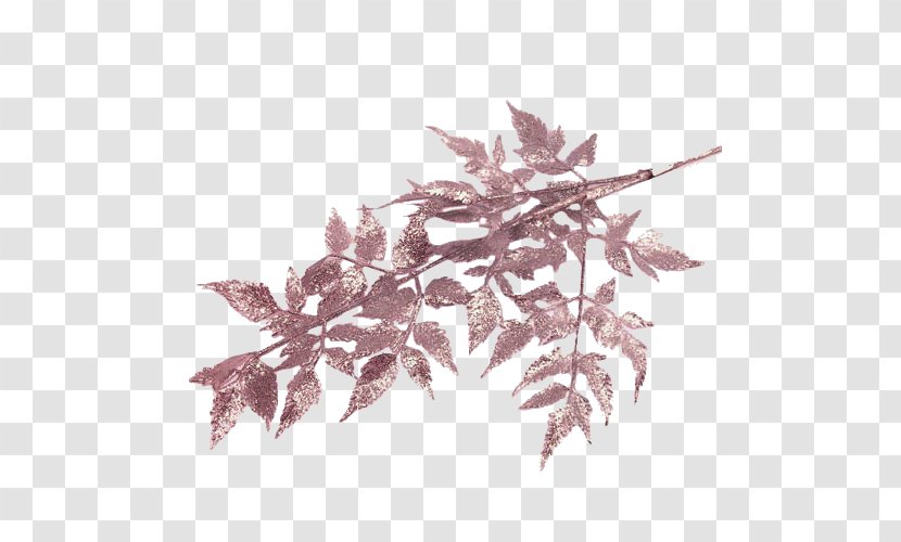 Twig Leaf Deciduous Transparent PNG