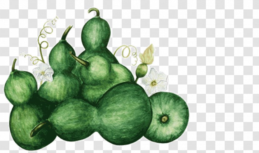 Squash Illustration Apple Tree - Fruit Transparent PNG