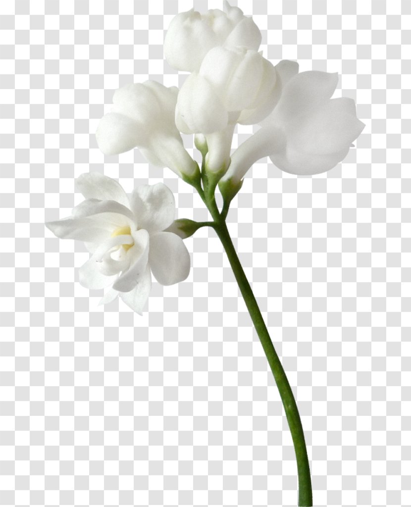 Flower Clip Art - Plant Transparent PNG