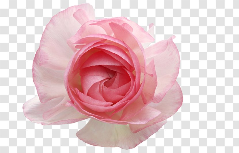 Garden Roses Centifolia Clip Art - Artificial Flower - Flowers And Floral Design Creative Transparent PNG