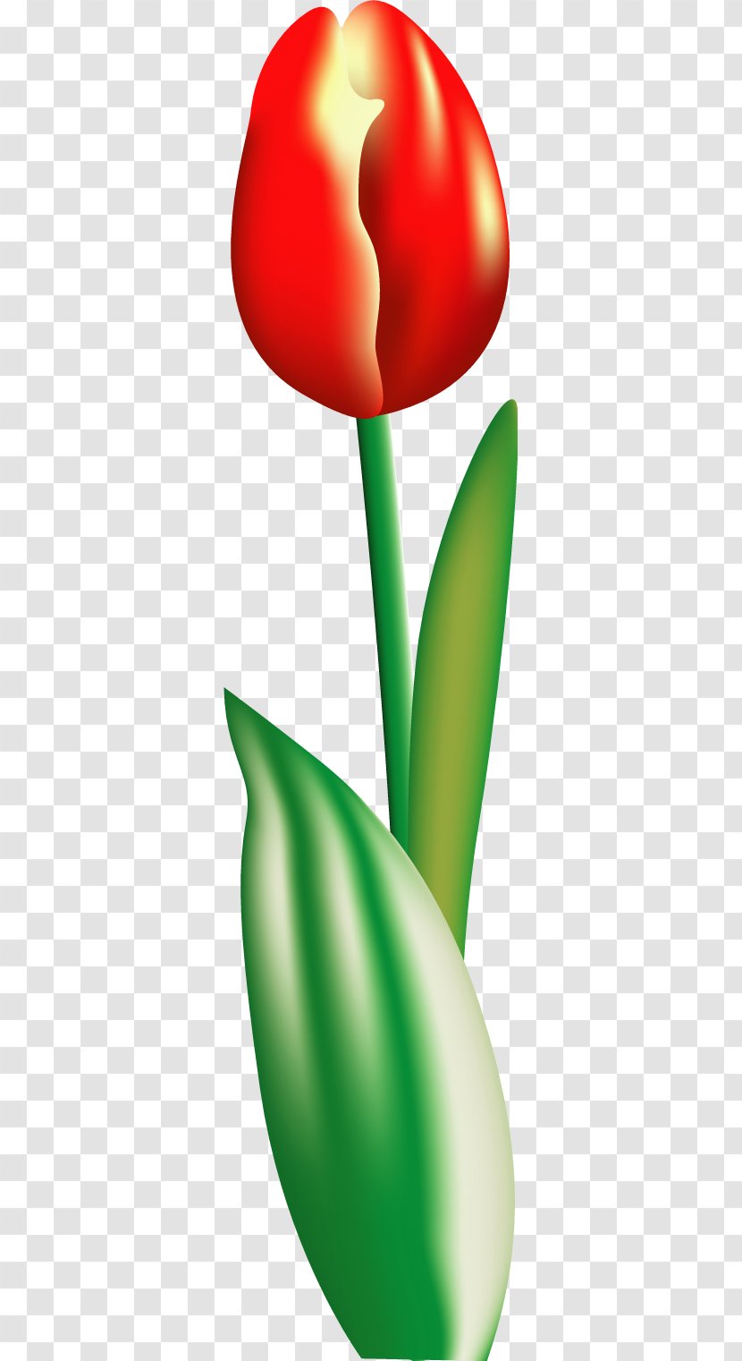 Flower Tulip Clip Art - Flowering Plant - Vector 14 Transparent PNG