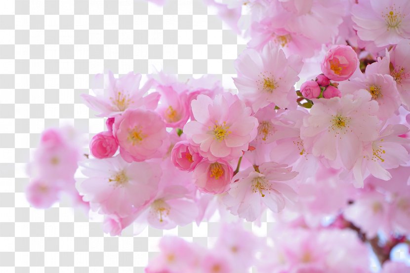 National Cherry Blossom Festival Flower - Arranging - Pink Tree Transparent PNG
