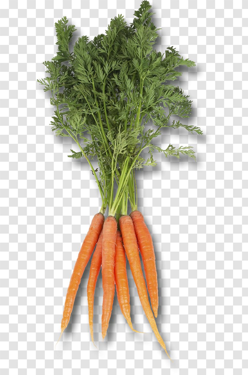 Baby Carrot Food Root Vegetables Radish - Leaf Vegetable Transparent PNG