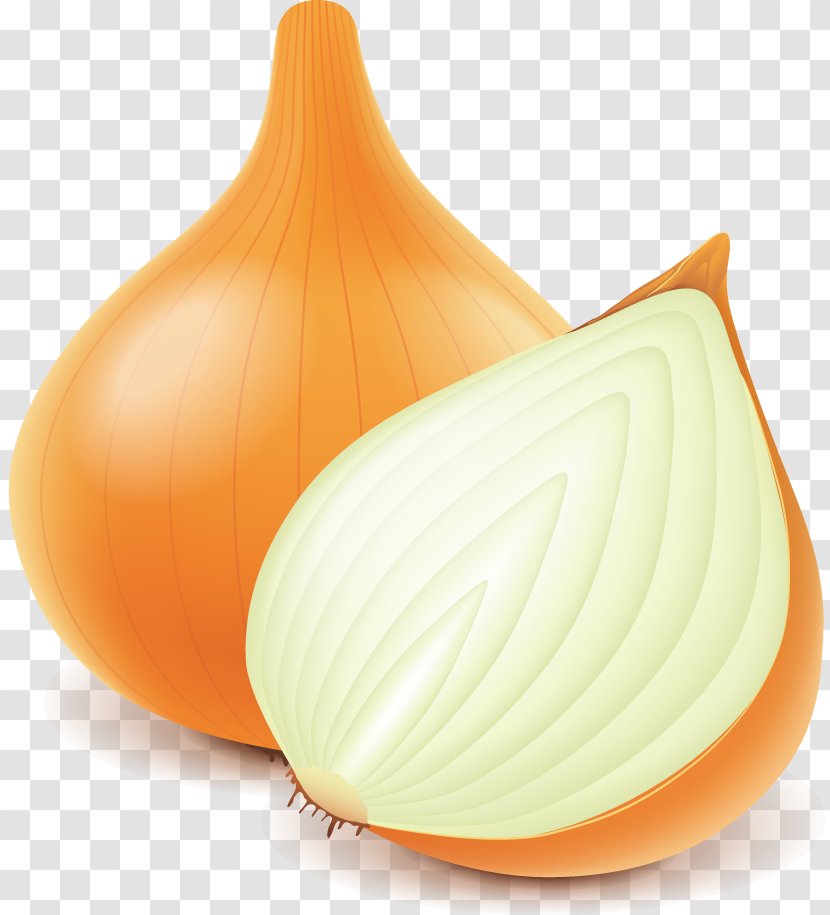 Onion Euclidean Vector - Peach Transparent PNG