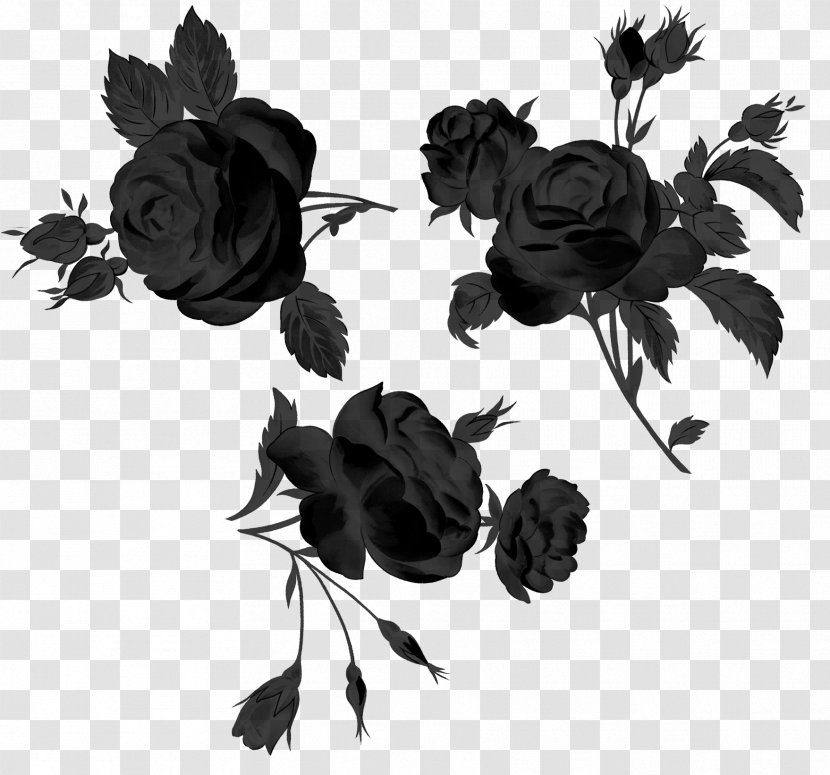 Garden Roses Cut Flowers Petal Leaf - Black - Flowering Plant Transparent PNG