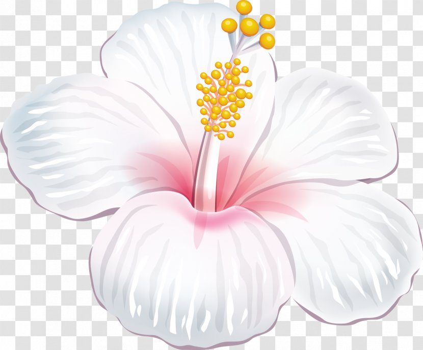 Shoeblackplant Vector Graphics Clip Art Royalty-free Illustration - Malvales - Flores Moana Transparent PNG