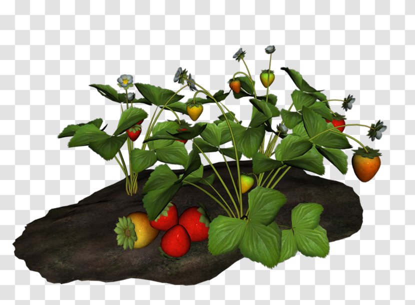 Floral Plant - Anthurium - Floristry Vegetable Transparent PNG