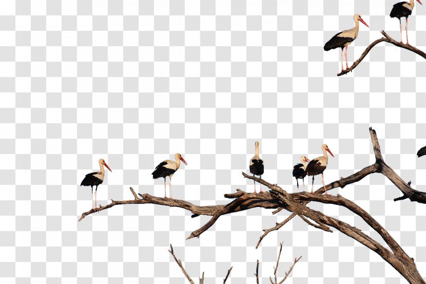 White Stork Bird Beak Transparent PNG