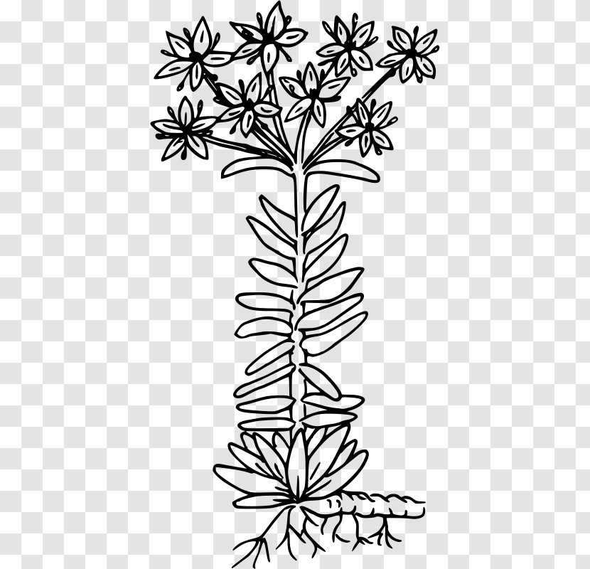 Clip Art - Twig - Spanish Stonecrop Transparent PNG