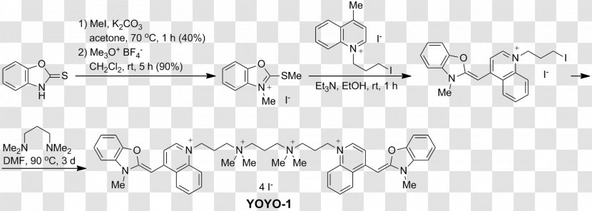 YOYO-1 Fluorophore Dye Stain Fluorescence - Frame - Fluorescent Transparent PNG