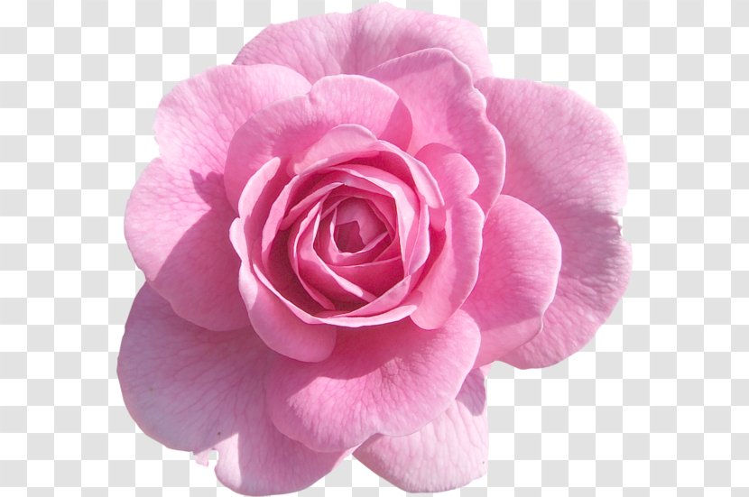 Pink Flower Cartoon - Camellia - Perennial Plant Artificial Transparent PNG