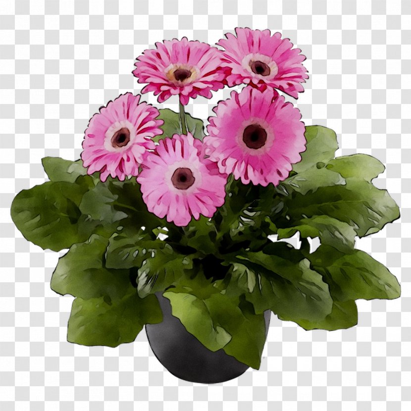 Floral Design Cut Flowers Transvaal Daisy Chrysanthemum - Plants Transparent PNG