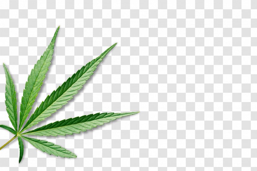 Medical Cannabis Leaf Hemp - Stoner Film Transparent PNG