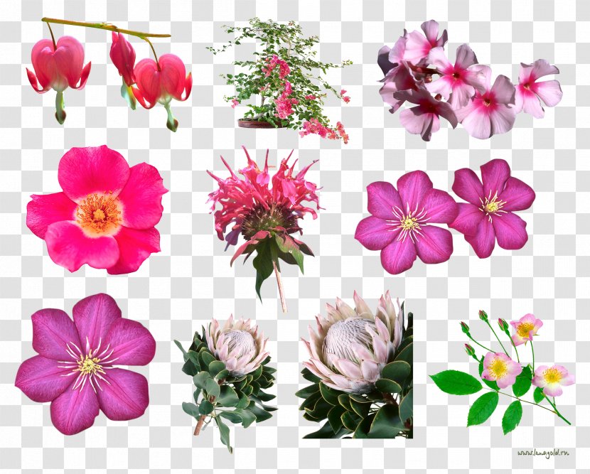 Flower Floral Design - Blush Transparent PNG