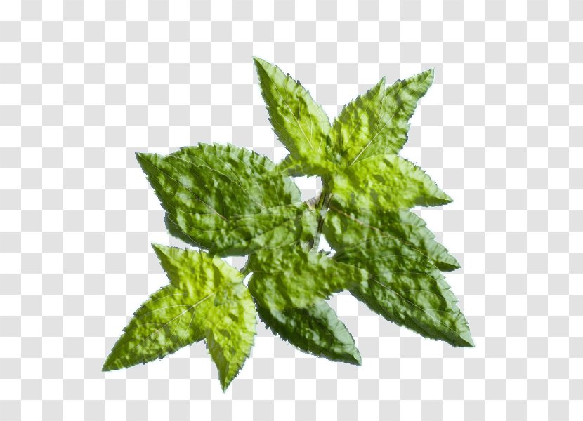 Green Tea Leaf Juice Smoothie Transparent PNG