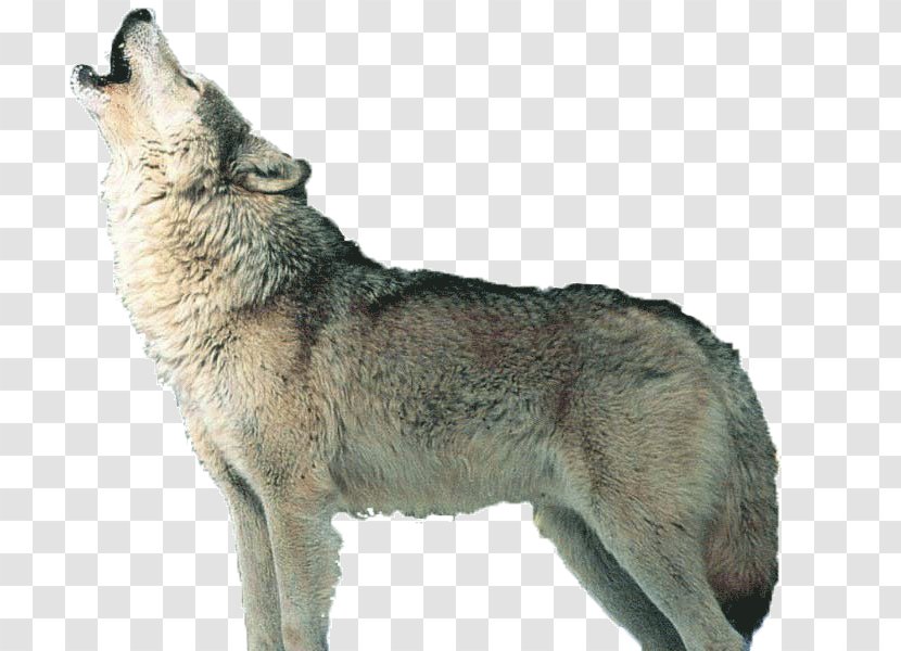 Czechoslovakian Wolfdog Saarloos Kunming Coyote Alaskan Tundra Wolf - Wildlife Transparent PNG