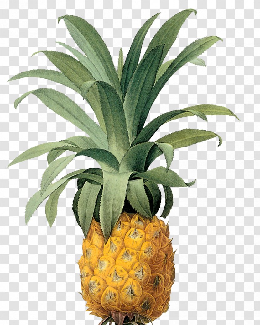 Bromelia Printmaking Fine Art Pineapple - Plant - Food Transparent PNG