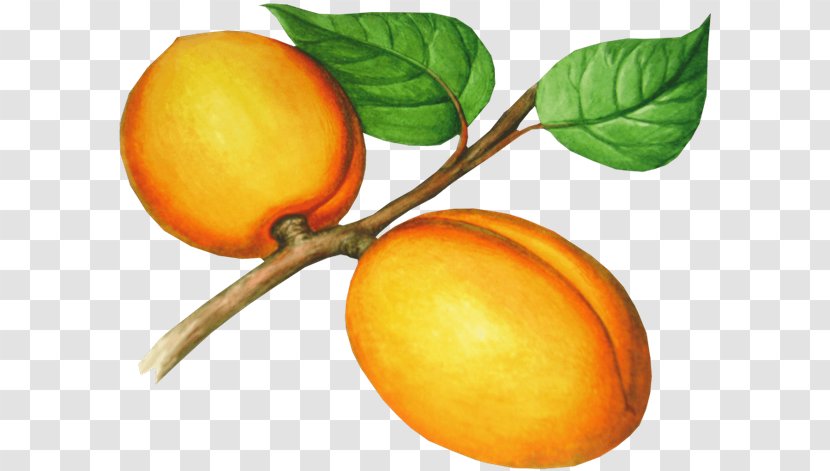 Apricot Nectarine Food Clip Art - Digital Image Transparent PNG