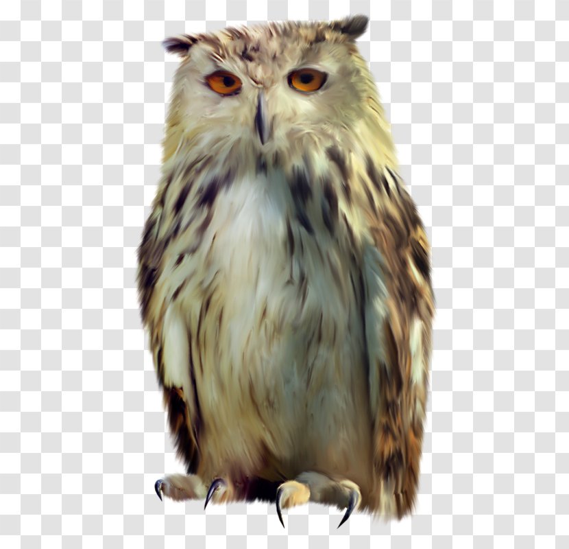 Owl Bird Transparent PNG