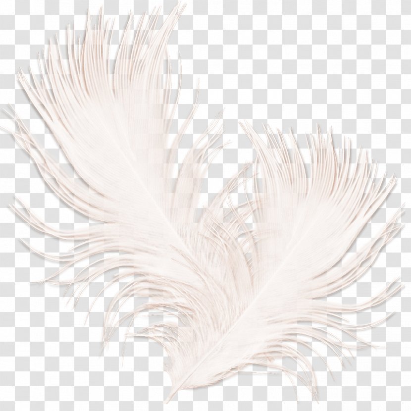 White Feather Black - Wing Transparent PNG