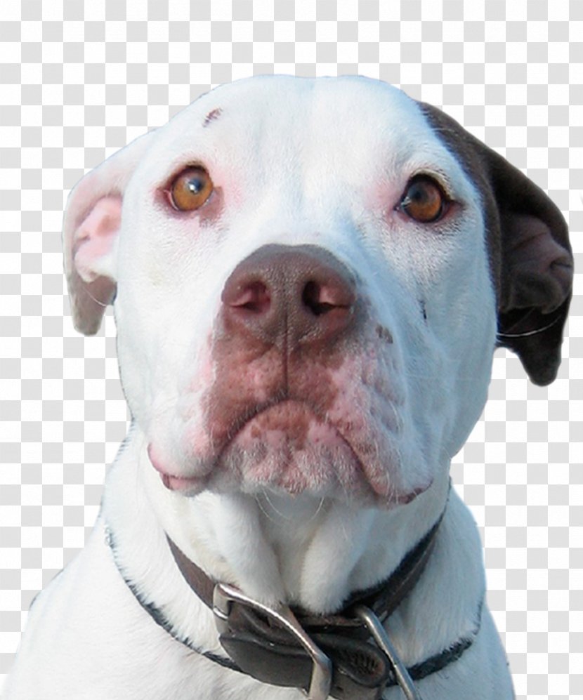 American Pit Bull Terrier Bulldog Cordoba Fighting Dog Dogo Argentino - Pet - Waiting For Rescue Transparent PNG