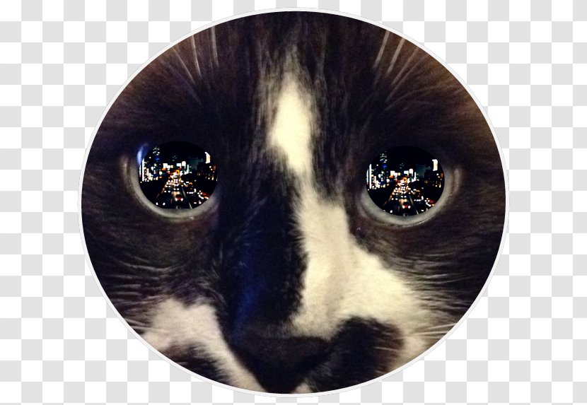 Whiskers Cat's Eye Light Reflection - Kitten Transparent PNG