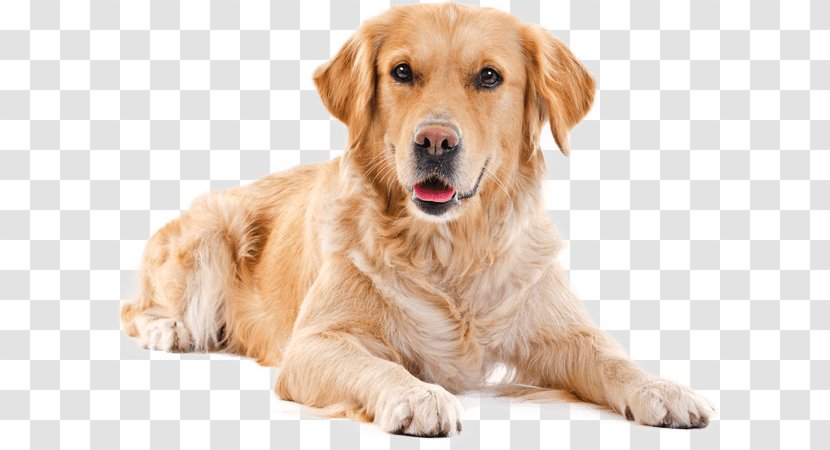 Dog Golden Retriever Companion Sporting Group - Snout Transparent PNG